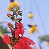 Salvia 'Lady in Red', flowers