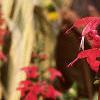 Salvia 'Lady in Red', flowers