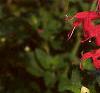 Salvia 'Lady in Red', flowers