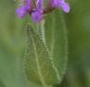 Salvia nemorosa 'Blue Hill', flowers