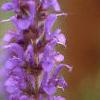Salvia nemorosa 'Blue Hill', flowers