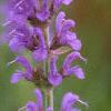 Salvia nemorosa 'Blue Hill', flowers