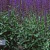 Salvia nemorosa 'Caradonna', habit