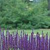 Salvia nemorosa 'Caradonna', habit