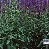 Salvia nemorosa 'Caradonna', habit