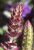 Salvia nemorosa 'East Friesland', flowers