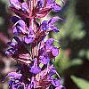 Salvia nemorosa 'East Friesland', flowers