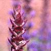 Salvia nemorosa 'East Friesland', flowers