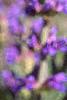 Salvia nemorosa 'East Friesland', flowers