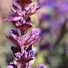 Salvia nemorosa 'East Friesland', flowers
