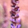 Salvia nemorosa 'East Friesland', flowers