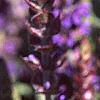 Salvia nemorosa 'East Friesland', flowers