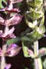 Salvia nemorosa 'East Friesland', flowers