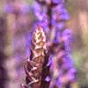Salvia nemorosa 'East Friesland', flowers