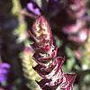 Salvia nemorosa 'East Friesland', flowers