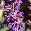 Salvia nemorosa 'East Friesland', flowers