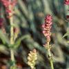 Salvia nemorosa 'Plumosa', flowers