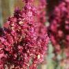 Salvia nemorosa 'Plumosa', flowers