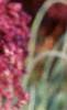 Salvia nemorosa 'Plumosa', flowers