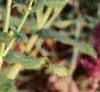 Salvia nemorosa 'Plumosa', flowers