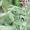 Salvia nemorosa 'Plumosa', flowers