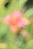 Salvia nemorosa 'Plumosa', flowers