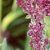 Salvia nemorosa 'Plumosa', flowers