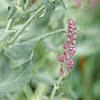 Salvia nemorosa 'Plumosa', flowers