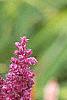 Salvia nemorosa 'Plumosa', flowers