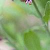Salvia officinalis, flowers