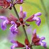 Salvia officinalis, flowers