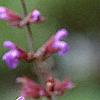 Salvia officinalis, flowers