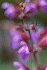 Salvia officinalis, flowers