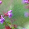 Salvia officinalis, flowers