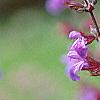 Salvia officinalis, flowers