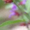 Salvia officinalis, flowers