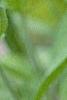 Salvia officinalis, flowers