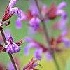 Salvia officinalis, flowers