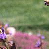 Salvia officinalis, flowers