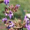 Salvia officinalis, flowers