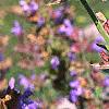 Salvia officinalis, flowers