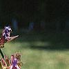Salvia officinalis, flowers