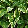 Salvia officinalis 'Icterina', habit