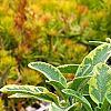 Salvia officinalis 'Icterina', habit