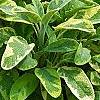 Salvia officinalis 'Icterina', habit