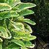 Salvia officinalis 'Icterina', habit