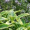 Salvia officinalis 'Icterina', habit