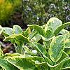 Salvia officinalis 'Icterina', habit