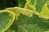 Salvia officinalis 'Icterina', leaves