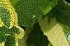 Salvia officinalis 'Icterina', leaves